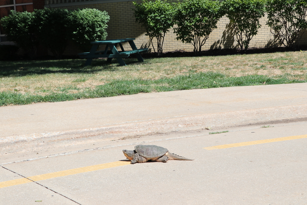 snapping turtle in front of Smithville High School